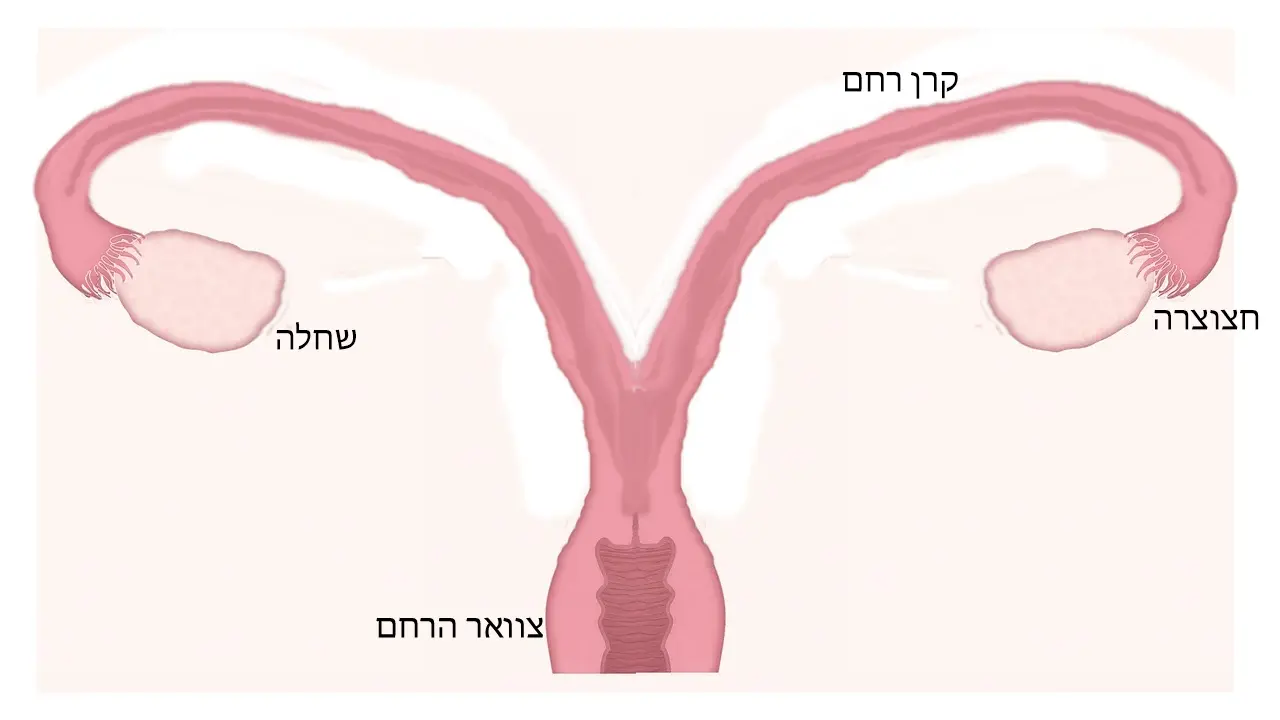 מבנה הרחם בכלבה